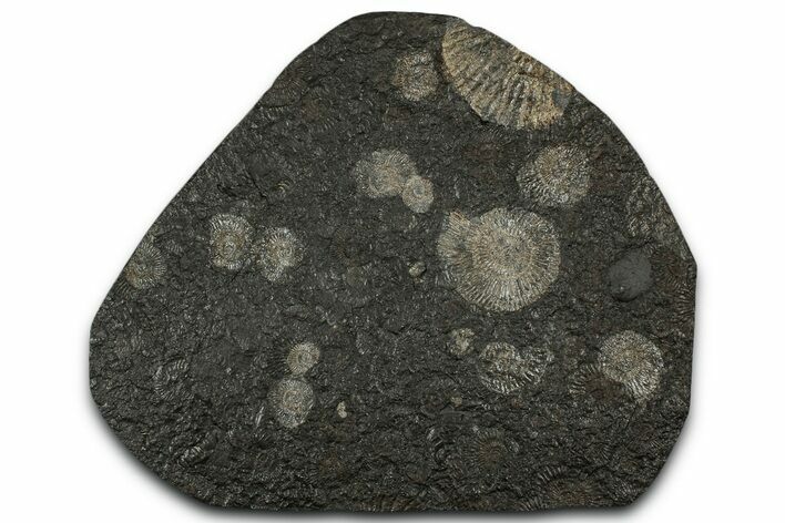 Fossil Ammonite Cluster - Posidonia Shale, Germany #353550